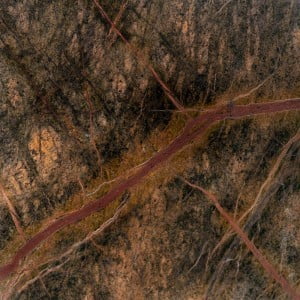 Green & Brown Forest